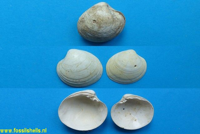 Pitar sulcataria