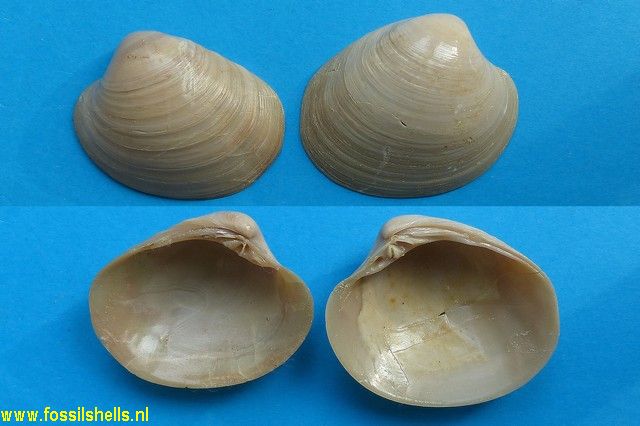 Pitar parisiensis