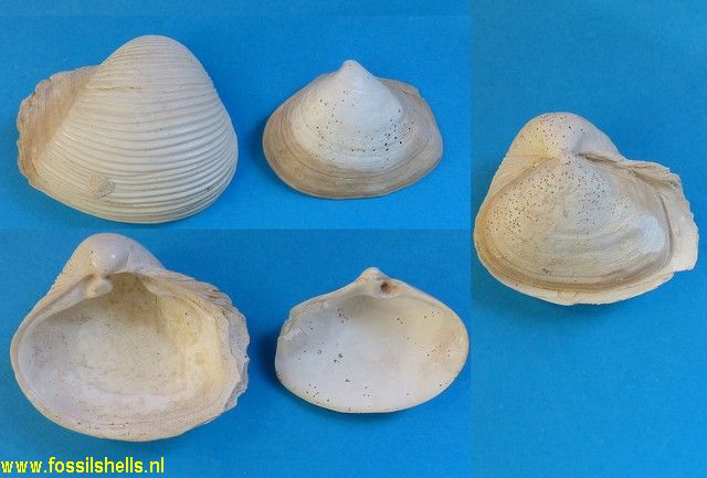 Bicorbula altavillensis