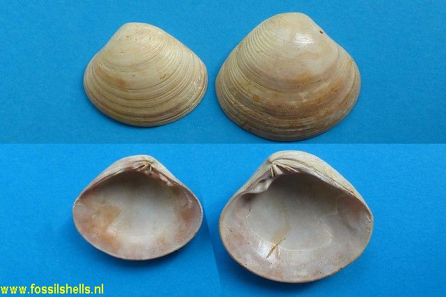 Meroena semisulcata