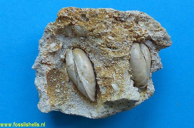 Trapezium grignonense