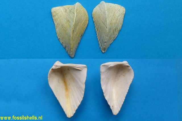 Avicularium lithocardium