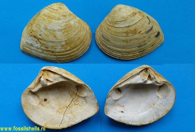 Crassatella scutellaria