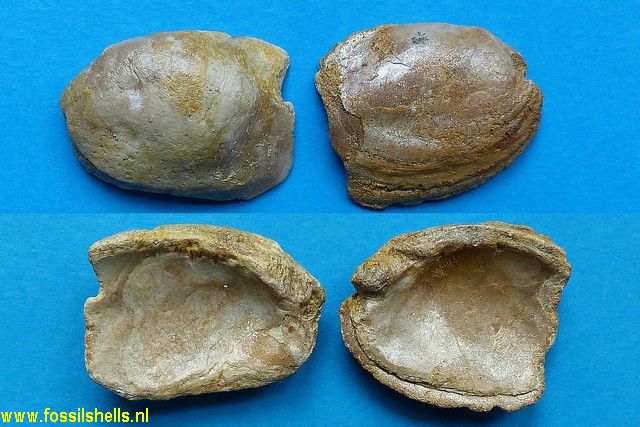 Palindonaia truncatosa