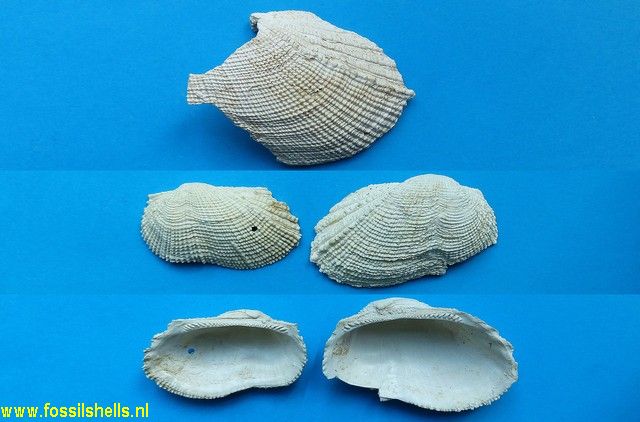 Barbatia scabrosa variety