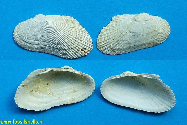 Barbatia duchasteli