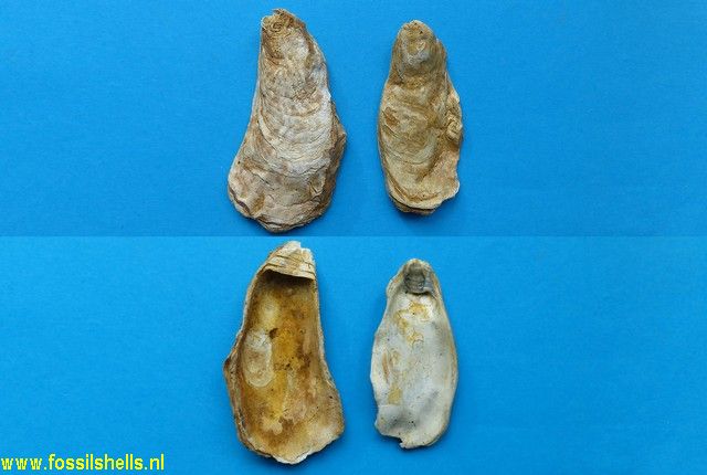 Crassostrea subangusta