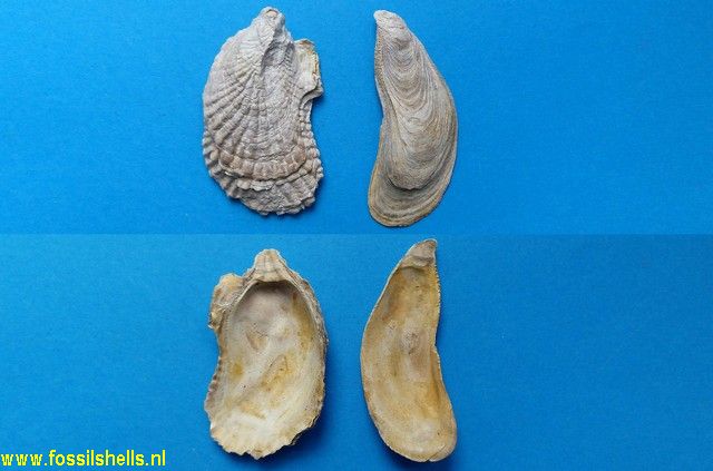 Ostrea multicostata