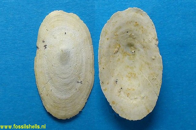 Proscutum radiolatum