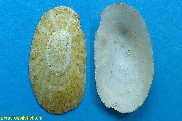 Proscutum coelatum