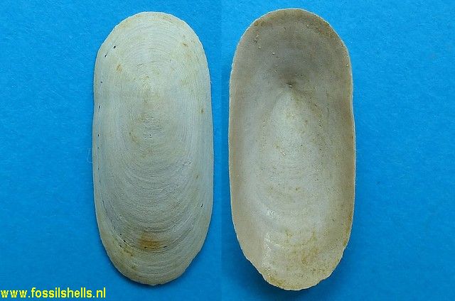 Proscutum elongatum