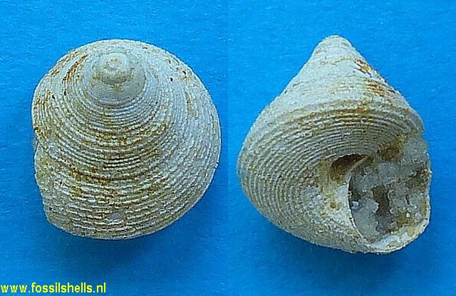 Jujubinus subfragilis