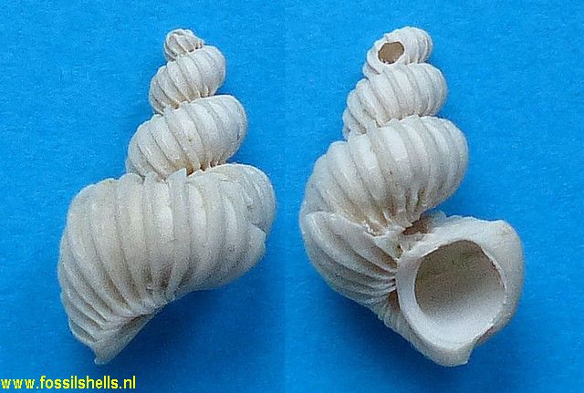 Epitonium acuminiense