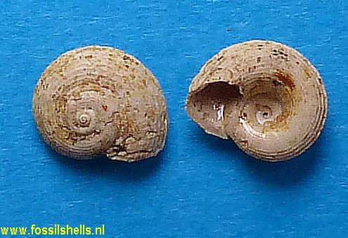 Circulus semistriatus