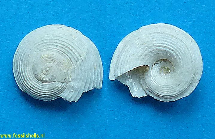 Circulus spirorbis