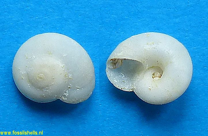 Circulus tenuistriatus