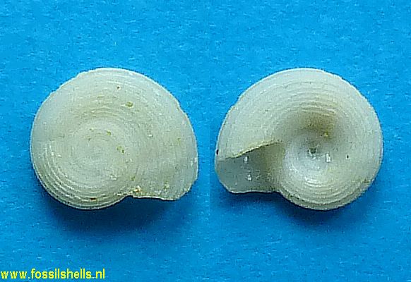 Circulus similis
