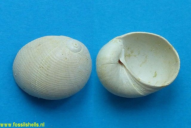 Sinum clathratum
