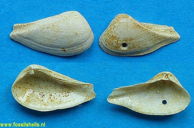 Cuneocorbula angulata