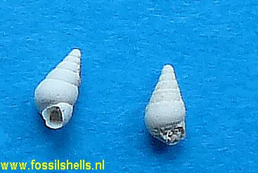 Lapparentia fischeri