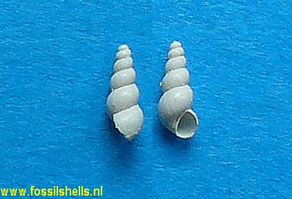 Hydrobia subulata
