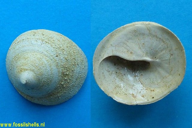 Calyptraea aperta