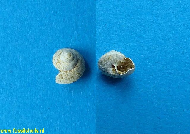 Palaeocyclophorus dutemplei