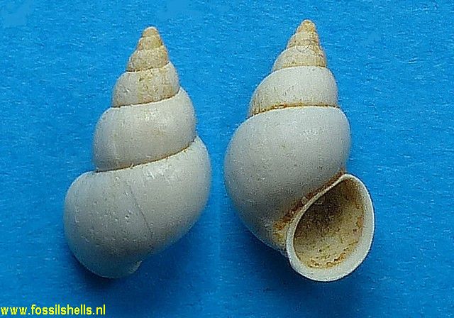 Bythinella pulchra