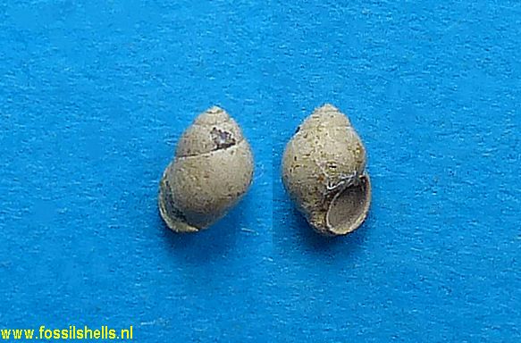 Pseudamnicola pistati