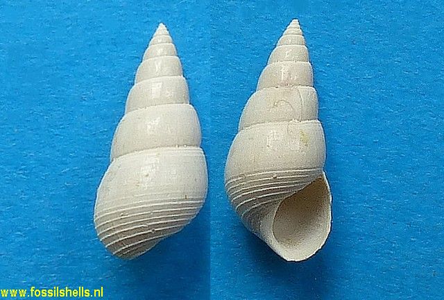 Dialopsis semistriata