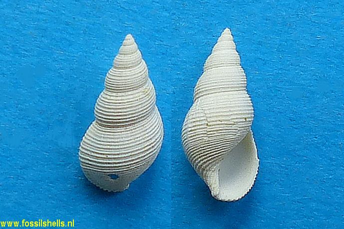 Pseudotaphrus buccinalis