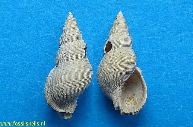Pseudotaphrus cinctus