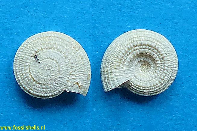 Architectonica ammonites