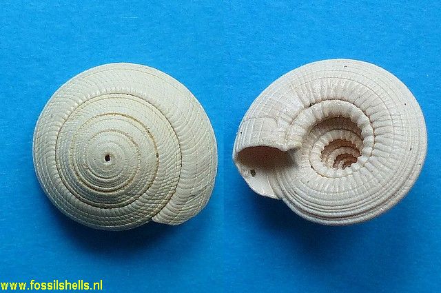 Architectonica bifida