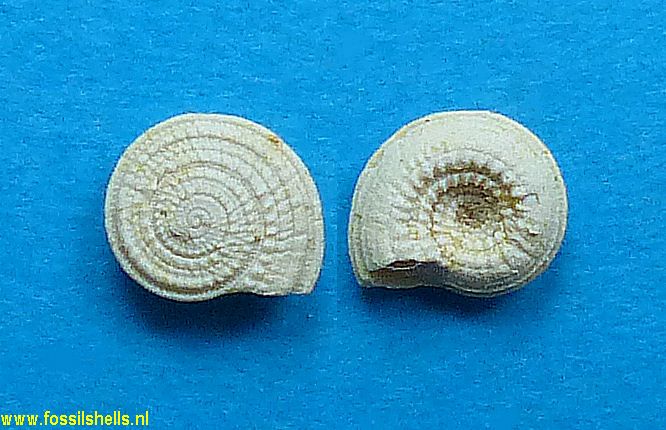 Architectonica ammonites