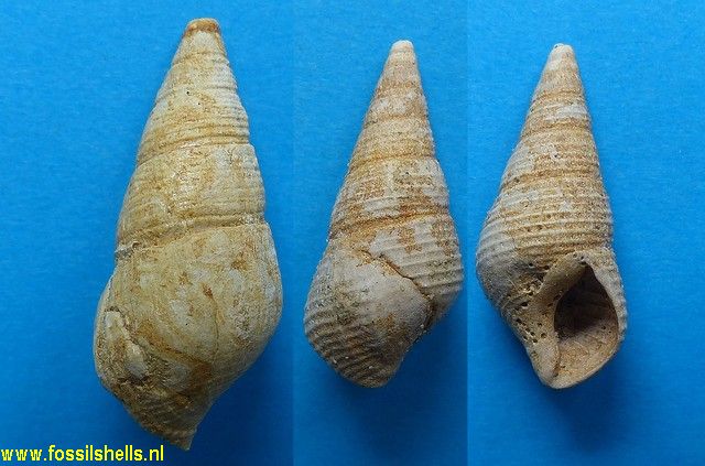Hemisinus resectus