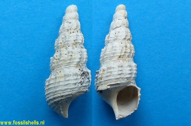 Melanatria ornata