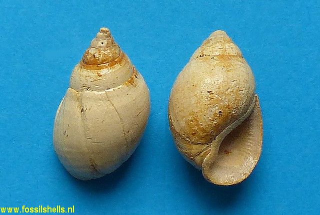 Coptostylus obtusus