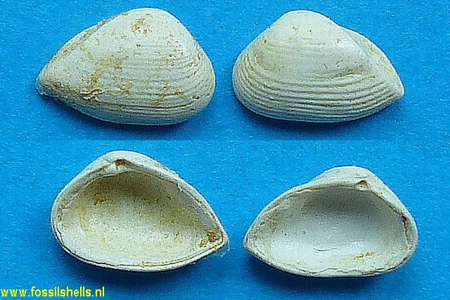 Hexacorbula aulacophora