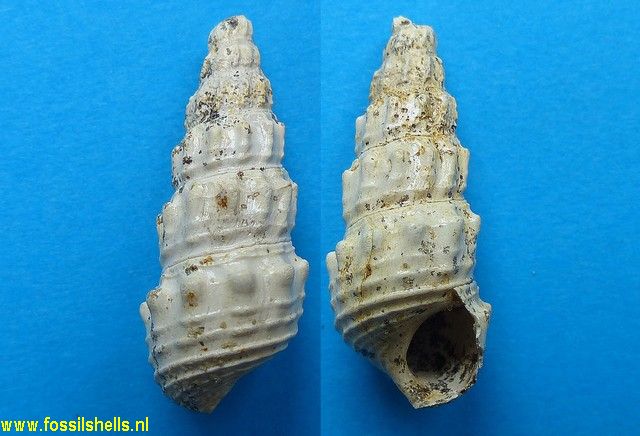 Brotia praecessa