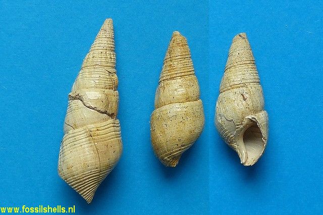 Hemisinus pistati