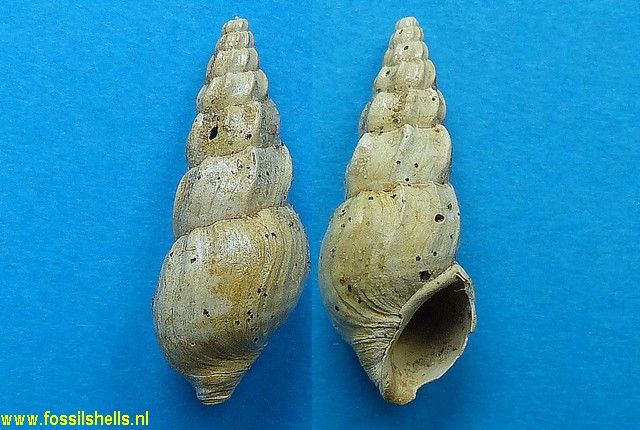 Melanatria curvicostata