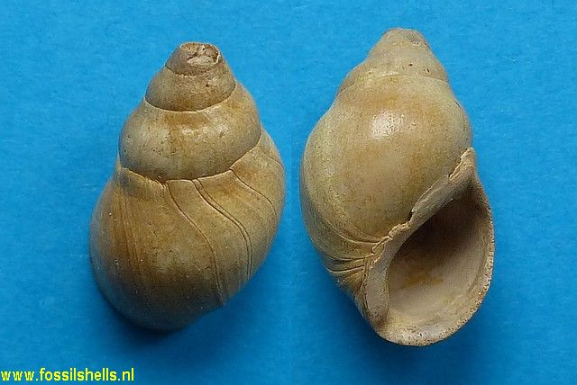Coptostylus albidus