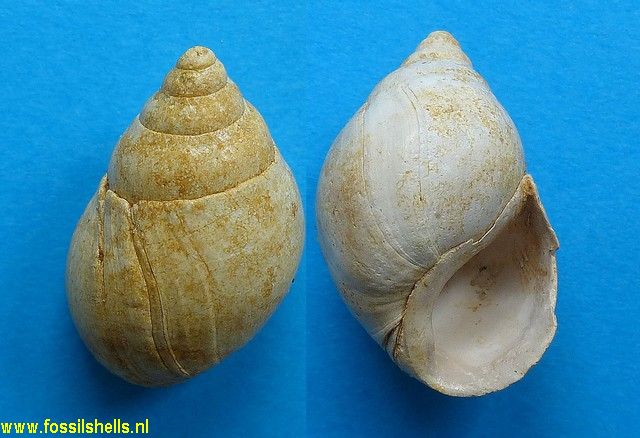 Coptostylus obtusus