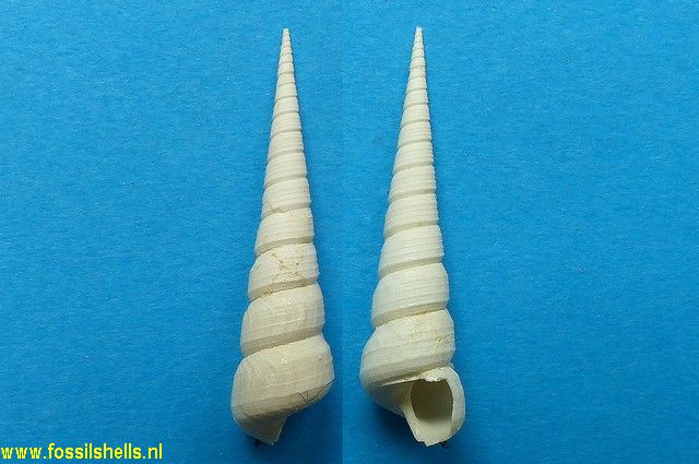 Haustator funiculosus