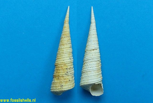Haustator granulosus