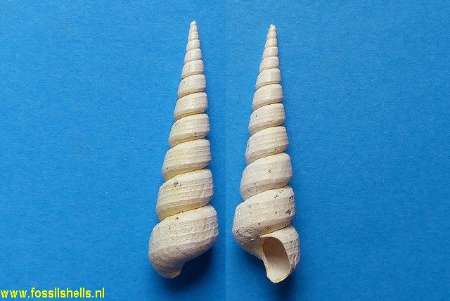 Haustator interpositus copiosus
