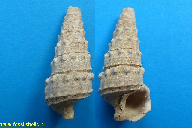 Serratocerithium cossmanni