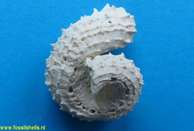Serpulorbis cristatus