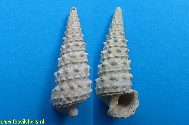Serratocerithium tuberculosum